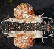 SNAIL